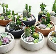 There are several ways to make this painless. 47 How To Make An Indoor Succulent Dish Garden 8 Succulent Garden Indoor Succulent Garden Diy Succulent Gardening