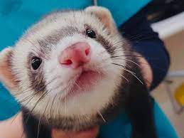 フェレットの種類 ファーム別まとめ 特徴 価格 飼いやすさを徹底解説 フェレット かわいい エキゾチックアニマル ペット