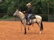 Some other things to remember is that the judge is going to be fifty to one hundred feet away from you when they are judging. Buckskin Horses For Sale Horseclicks