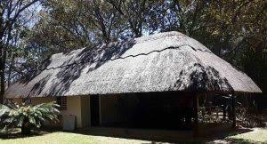 Image result for Gymnosporia matoboensis