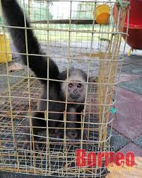 Untuk menyelamatkannya, letakkan satu jari menahan beban besi, satu jari lagi menarik telur ke bawah. Sfc Selamatkan Telur Buaya Dan Ibunya Di Kuala Baram Utusan Borneo Online