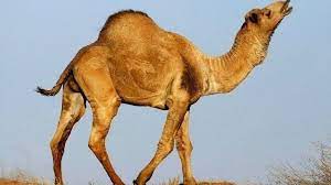 Personal foundation empowering communities and nonprofit organizations. Petition Save Australia S Camels Change Org