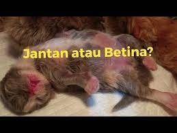 More images for anak kucing jantan dan betina » Cara Membedakan Jenis Kelamin Anak Kucing Youtube
