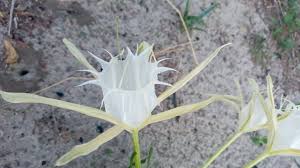 Image result for Ochna cinnabarina