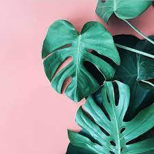 800+ vectors, stock photos & psd files. Green Thumb Plants On Pink Pastel Pink Aesthetic Pink Aesthetic Plant Aesthetic