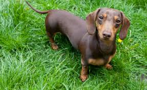 sus kopekleri kopek cinsleri kopek turleri dachshunds kopek