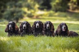 Image result for německý křepelák postava