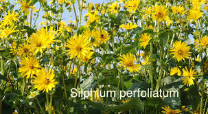 Image result for Schoenoxiphium