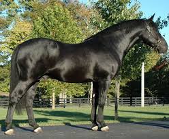 The Irish Draught Horse Horses Irish Horse Horse Breeds