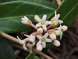 Image result for Marsdenia