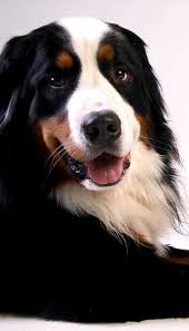 10 Best Dog Breeds For Home Defense Best Dog Breeds Dog Breeds Gaurd Dogs