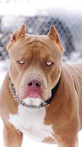 Animal In 2020 Dog Wallpaper Pitbull Terrier Pitbull Dog