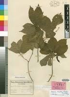 Image result for Alchornea laxiflora