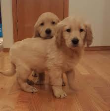 Find golden retriever puppies near you at lancaster puppies. Golden Retriever Puppies