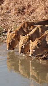 Lion Safari India: 10 Wildlife Parks to ...