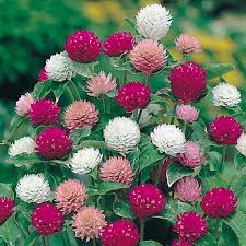Image result for Gomphrena globosa