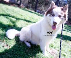 The current median price for all siberian huskies sold is $850.00. Florida Siberian Hsuky Puppies Ziva Husky Palace