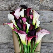 Champagne A Mixed Mini Calla Lily Flower Bouquet Flowers Bouquet Flower Subscription Champagne Flowers
