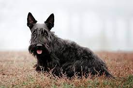Learn more about symptoms and treatment options. Symptoms Of Bladder Cancer In Dogs Available Treatments Memphis Veterinary Specialists Emergency Cordova Oncology For Pets