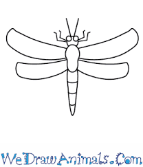 How to draw a cute dragon. How To Draw A Dragonfly
