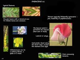 Image result for Fabaceae subfamily Papilionoideae