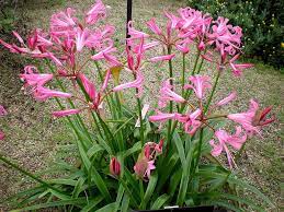 How To Plant Nerines Bowden Lily And Guernsey Lily Dear Plants