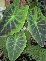 Image result for Prismatocarpus cordifolius