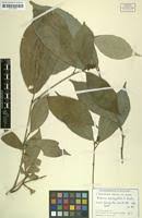 Image result for Rinorea brachypetala