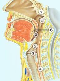 Common Ear Nose And Throat Complaints Everyday Health