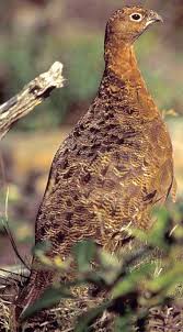 We did not find results for: State Bird Of Alaska Willow Ptarmigan