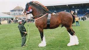 Good Conformation Of Shire Horse Draft Horse Breeds Clydesdale Horses Shire Horse