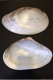 Magnifique Coquillage Nacre Peut Servir De Contenant Aussi Bien Que D Objet Decoratif A Lui Tout Seul Coquillage Nacre Objet Decoration