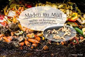 Maden Im Mull Woher Sie Kommen Und Wie Sie Entstehen Info