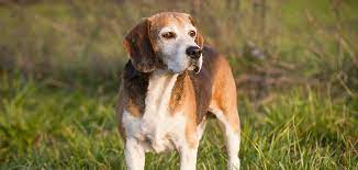 This article uses material from the wikipedia article english foxhound, which is released under the creative commons. English Foxhound Guide To America S Least Popular Dog