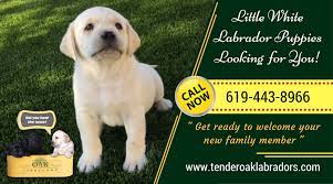 Perfect Labrador Pets For Your Home Labrador Puppies For Sale Labrador Puppy Labrador