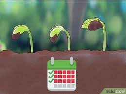 Check spelling or type a new query. How To Grow Flowers From Seed With Pictures Wikihow