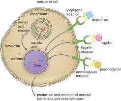 Pathogen Recognition And Phagocytosis Microbiology