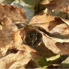 Image result for Croton dichogamus