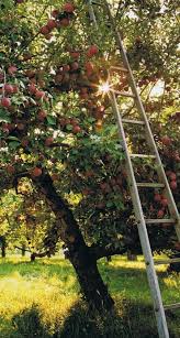 pin by canningcrafts on bliss farm apple tree plants