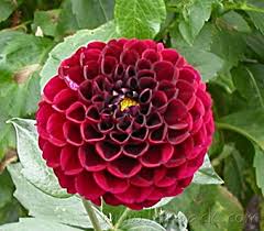 Check spelling or type a new query. Snappy Names Photoscall Colors