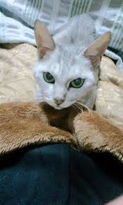 Image result for 批評社