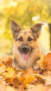 Maybe you would like to learn more about one of these? Animal German Shepherd 750x1334 Wallpaper Id 619910 Mobile Abyss