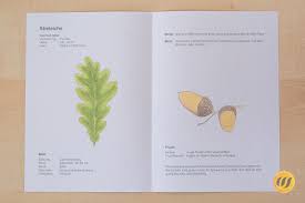 Deckblatt vorlage bewerbung elegante deckblatt bewerbung tipps und herbarium gebraucht zvab dieses mathe deckblatt und weitere kostenlose deckblätter im pdf Grosses Herbarium Heimische Laubgeholze Wunderwerkstatt