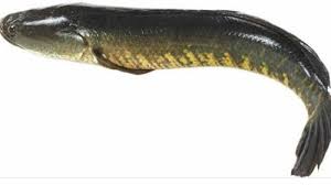 Panafishing adventure is a fishing lodge in pedasi, on the tuna coast of panama, that specializes in popping and jigging. Pandugappa Fish In English