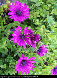 Bilder finden, die zum begriff bornholm marguerite passen. Bornholm Margerite Stockfoto 2082843 Bildagentur Panthermedia