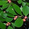 Although now classified as ficus microcarpa. 3