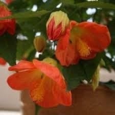 Image result for Abutilon lauraster