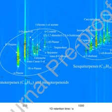 Image result for Coleus betonicifolius
