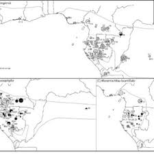 Image result for Marantochloa congensis