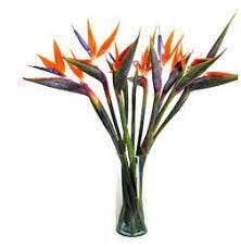 Check spelling or type a new query. Send Flowers To Costa Rica Roses Tulips Orchids All Gifts